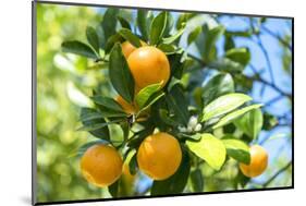 Florida, Detail of Orange Tree-Lisa S^ Engelbrecht-Mounted Photographic Print