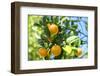 Florida, Detail of Orange Tree-Lisa S^ Engelbrecht-Framed Premium Photographic Print