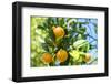 Florida, Detail of Orange Tree-Lisa S^ Engelbrecht-Framed Premium Photographic Print