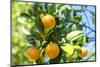 Florida, Detail of Orange Tree-Lisa S^ Engelbrecht-Mounted Premium Photographic Print