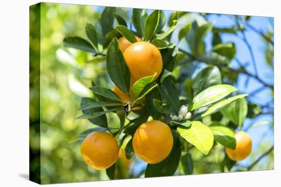 Florida, Detail of Orange Tree-Lisa S^ Engelbrecht-Stretched Canvas