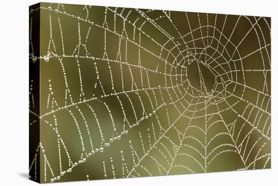 Florida, Dew Spider Web, Dina Darlina-Claudia Adams-Stretched Canvas