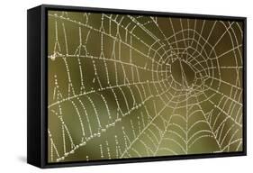 Florida, Dew Spider Web, Dina Darlina-Claudia Adams-Framed Stretched Canvas