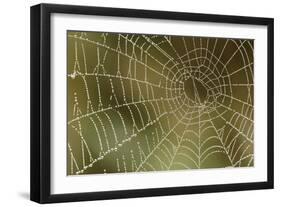 Florida, Dew Spider Web, Dina Darlina-Claudia Adams-Framed Photographic Print