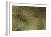 Florida, Dew Spider Web, Dina Darlina-Claudia Adams-Framed Photographic Print