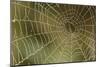 Florida, Dew Spider Web, Dina Darlina-Claudia Adams-Mounted Photographic Print