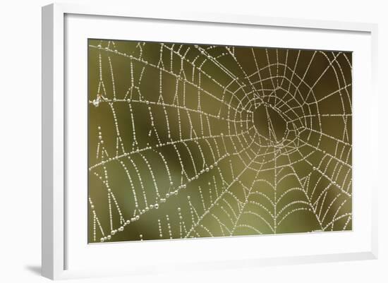 Florida, Dew Spider Web, Dina Darlina-Claudia Adams-Framed Photographic Print