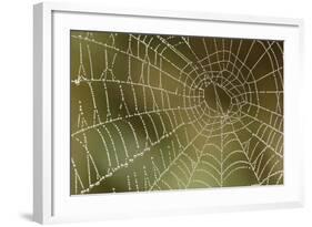 Florida, Dew Spider Web, Dina Darlina-Claudia Adams-Framed Photographic Print