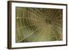 Florida, Dew Spider Web, Dina Darlina-Claudia Adams-Framed Photographic Print