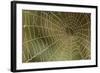 Florida, Dew Spider Web, Dina Darlina-Claudia Adams-Framed Photographic Print