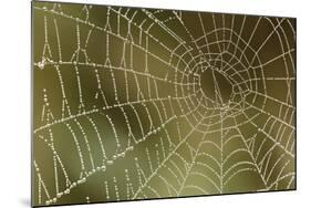 Florida, Dew Spider Web, Dina Darlina-Claudia Adams-Mounted Photographic Print