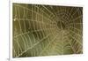 Florida, Dew Spider Web, Dina Darlina-Claudia Adams-Framed Photographic Print