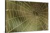 Florida, Dew Spider Web, Dina Darlina-Claudia Adams-Stretched Canvas