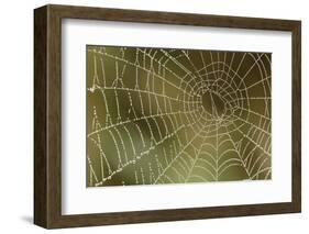 Florida, Dew Spider Web, Dina Darlina-Claudia Adams-Framed Photographic Print