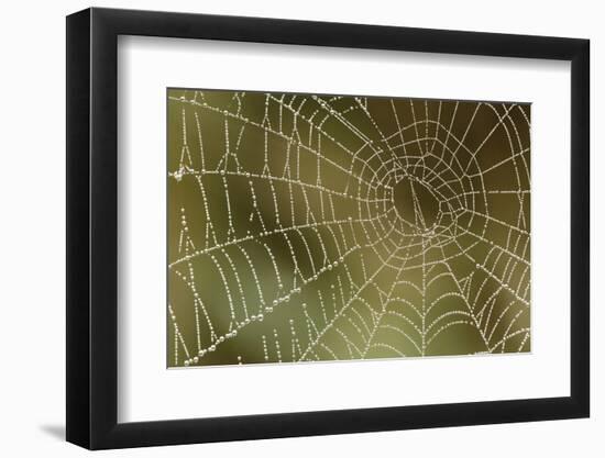 Florida, Dew Spider Web, Dina Darlina-Claudia Adams-Framed Photographic Print