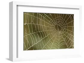 Florida, Dew Spider Web, Dina Darlina-Claudia Adams-Framed Photographic Print