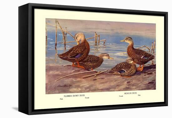 Florida Dusty and Mexican Ducks-Allan Brooks-Framed Stretched Canvas