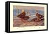 Florida Dusty and Mexican Ducks-Allan Brooks-Framed Stretched Canvas