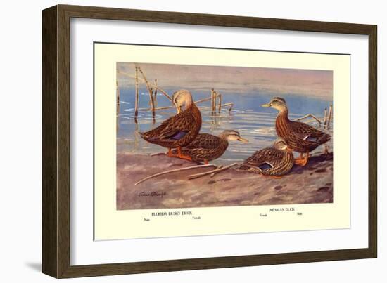 Florida Dusty and Mexican Ducks-Allan Brooks-Framed Art Print