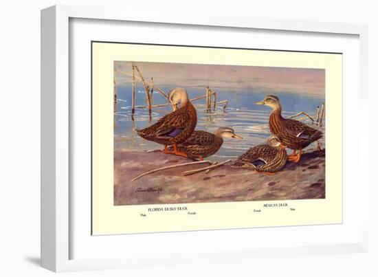 Florida Dusty and Mexican Ducks-Allan Brooks-Framed Art Print