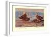 Florida Dusty and Mexican Ducks-Allan Brooks-Framed Art Print