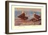 Florida Dusty and Mexican Ducks-Allan Brooks-Framed Premium Giclee Print