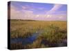Florida, Everglades National Park-null-Stretched Canvas