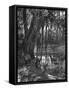 Florida Everglades, USA, C1885-null-Framed Stretched Canvas