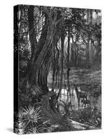 Florida Everglades, USA, C1885-null-Stretched Canvas