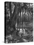 Florida Everglades, USA, C1885-null-Stretched Canvas