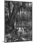 Florida Everglades, USA, C1885-null-Mounted Giclee Print