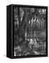 Florida Everglades, USA, C1885-null-Framed Stretched Canvas