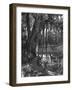 Florida Everglades, USA, C1885-null-Framed Giclee Print