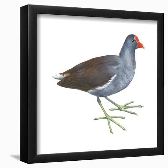 Florida Gallinule (Gallinula Chloropus), Birds-Encyclopaedia Britannica-Framed Poster