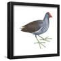 Florida Gallinule (Gallinula Chloropus), Birds-Encyclopaedia Britannica-Framed Poster