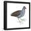 Florida Gallinule (Gallinula Chloropus), Birds-Encyclopaedia Britannica-Framed Poster