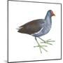 Florida Gallinule (Gallinula Chloropus), Birds-Encyclopaedia Britannica-Mounted Poster