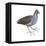 Florida Gallinule (Gallinula Chloropus), Birds-Encyclopaedia Britannica-Framed Stretched Canvas