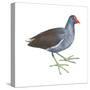 Florida Gallinule (Gallinula Chloropus), Birds-Encyclopaedia Britannica-Stretched Canvas