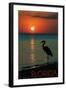 Florida - Heron and Sunset-Lantern Press-Framed Art Print