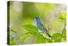 Florida, Immokalee, Indigo Bunting Perched in Jasmine Bush-Bernard Friel-Stretched Canvas