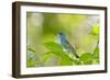 Florida, Immokalee, Indigo Bunting Perched in Jasmine Bush-Bernard Friel-Framed Photographic Print