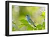 Florida, Immokalee, Indigo Bunting Perched in Jasmine Bush-Bernard Friel-Framed Photographic Print