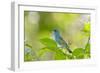 Florida, Immokalee, Indigo Bunting Perched in Jasmine Bush-Bernard Friel-Framed Photographic Print