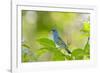 Florida, Immokalee, Indigo Bunting Perched in Jasmine Bush-Bernard Friel-Framed Photographic Print