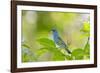 Florida, Immokalee, Indigo Bunting Perched in Jasmine Bush-Bernard Friel-Framed Photographic Print