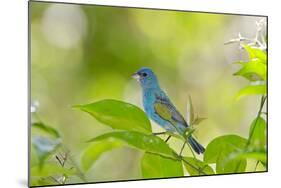 Florida, Immokalee, Indigo Bunting Perched in Jasmine Bush-Bernard Friel-Mounted Photographic Print