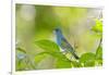 Florida, Immokalee, Indigo Bunting Perched in Jasmine Bush-Bernard Friel-Framed Photographic Print