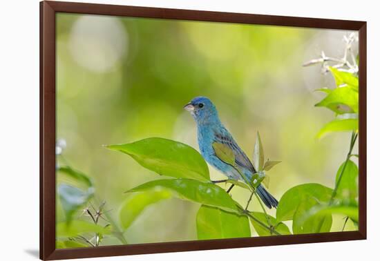 Florida, Immokalee, Indigo Bunting Perched in Jasmine Bush-Bernard Friel-Framed Photographic Print