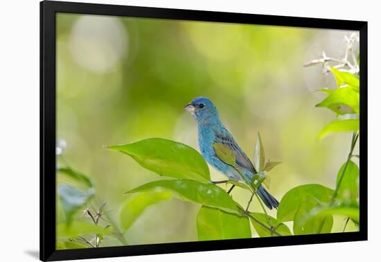 Florida, Immokalee, Indigo Bunting Perched in Jasmine Bush-Bernard Friel-Framed Photographic Print